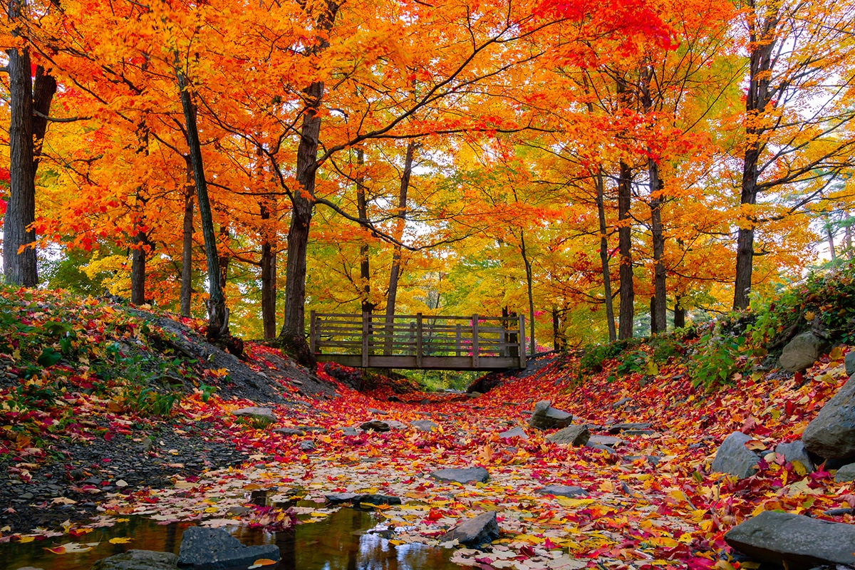 Ways To View The Fall Colors In Albany Ny Blog